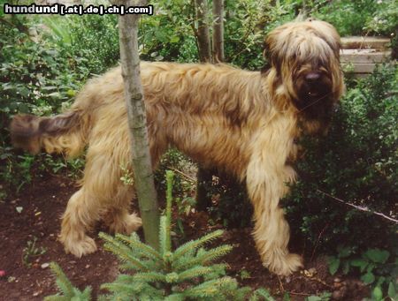 Briard Hunde Foto 11593 Briard Elfi von Thale