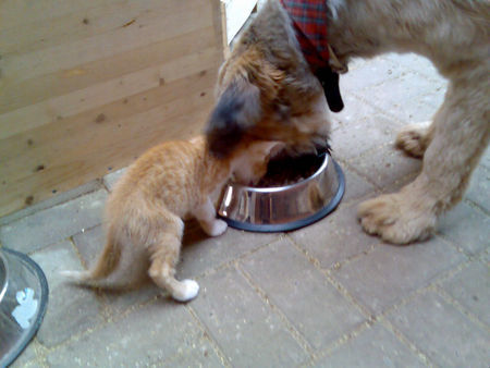 Briard hunger