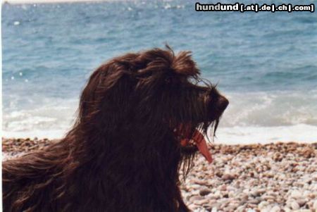 Briard Hunde Foto 4630 Briard In Korsika am Strand - ein wahres Hundeparadies