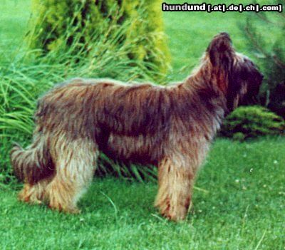 Briard Hunde Foto 5448 Briard Gosse z Krainy Mgiel