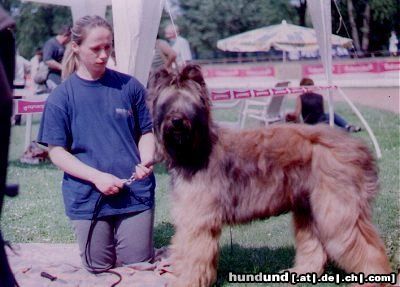 Briard Hunde Foto 5447 Briard Gosse z Krainy Mgiel