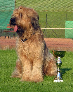 Briard