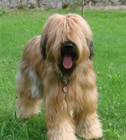 Briard Jezinka Ana 