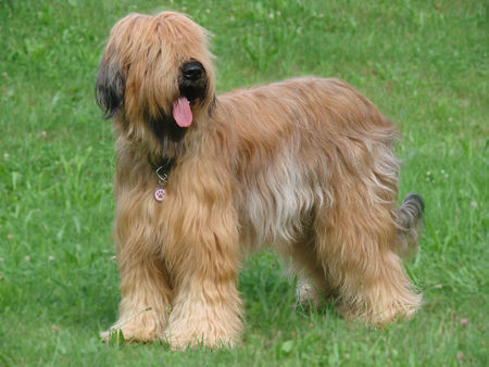 Briard Jezinka Ana 