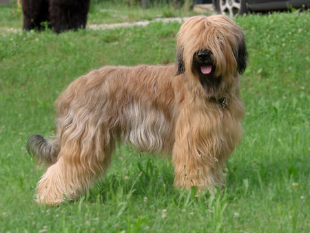 Briard Jezinka Ana 