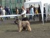 Briard Foto: Gosse z Krainy Mgiel (ID 5437) Briard Hund