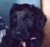 Briard Foto: Wer kann da schon wiederstehen? (ID 7550) Briard Hund