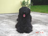 Briard Hund