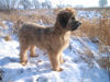 Briard Hund