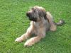 Briard Foto: ABOU, 5 Monate jung (ID 12790) Briard Hund