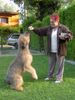 Briard Foto: ABOU, 5 Monate, fast so groß wie seine Leihoma (ID 12791) Briard Hund