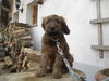 Briard Hund