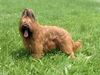 Briard Foto (ID 14144) Briard Hund