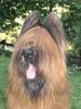 Briard Foto (ID 14145) Briard Hund