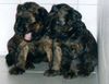 Briard Foto (ID 6142) Briard Hund