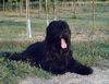 Briard Foto: Campari Antisc Avalanche 18 Mon. (ID 8107) Briard Hund