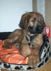Briard Foto: Quax, inzwischen 13 Wochen alt (ID 11230) Briard Hund