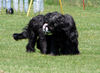 Briard Hund