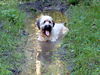 Briard Foto: Wasserratte Faya (ID 34260) Briard Hund