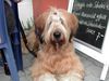 Briard Foto: hi, mein name ist emile, liebe grüße aus berlin (ID 1089) Briard Hund