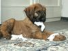 Briard Foto: Ich bin Quax (8 Wochen alt). Bin ich nicht süß?! (ID 10950) Briard Hund