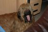 Briard Hund