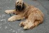 Briard Hund