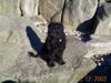 Briard Foto: Ruby (ID 24138) Briard Hund