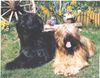 Briard Foto: Gaelic crown`s Etoile +Diabolo (ID 8972) Briard Hund