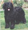 Briard Foto: Gaelic crown`s Diabolo (ID 8979) Briard Hund