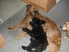 Briard Foto: Shieva beim erzieherischen Spielen (ID 1971) Briard Hund