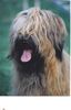 Briard Foto: Etoile (ID 6867) Briard Hund