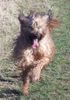 Briard Hund