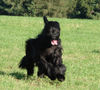 Briard Hund