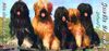 Briard Foto: Gaelic crown`s Briards +Daires (ID 8998) Briard Hund