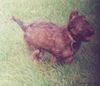 Briard Foto: Gosse z Krainy Mgiel (ID 5450) Briard Hund