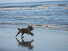 Briard Hund