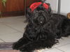 Briard Foto: bin ich nichr hübsch? (ID 40837) Briard Hund