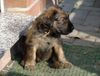 Briard Foto: Billy ist er nicht zuckersüß (ID 2958) Briard Hund