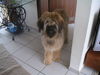 Briard Hund