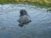 Briard Foto: Die ist meine Wasserratte Sally. Eine waschechte Wällerhündin die keiner Pfütze widerstehen kann. (ID 1418) Briard Hund