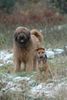 Briard Hund