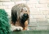 Briard Hund