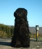 Briard Foto: Campari Antisc Avalanche 15 Mon (ID 8108) Briard Hund