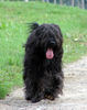 Briard Hund