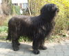 Briard Hund