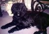 Briard Foto: Ruby (ID 24139) Briard Hund