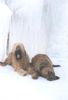 Briard Foto: Meine beiden Hunde Hira und Emil (ID 9701) Briard Hund