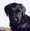 Briard Foto: Knopfnase (ID 7551) Briard Hund