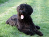 Briard Hund